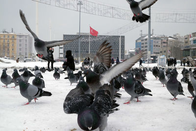 Birds flying over people in city during winter