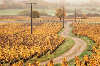 Scenic view of vineyard against sky