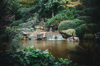 Scenic view of lake in forest