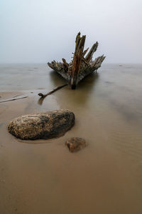 Surface level of driftwood on beach