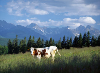 Horses on landscape against mountains