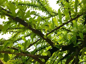 Low angle view of tree leaves