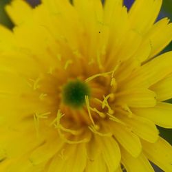 Close-up of yellow flower