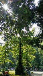 Low angle view of trees in forest