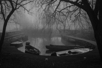 Bare trees in the dark