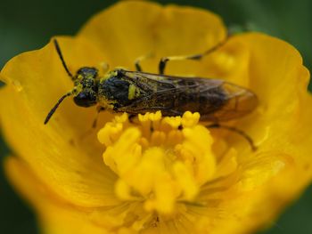 Close-up of insect pollinating on yellow flower