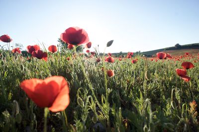 Red tulips blooming in field