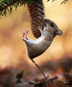 Close-up of bird eating on land