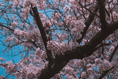 Low angle view of cherry blossom tree