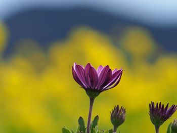 Close-up of yellow flower blooming outdoors