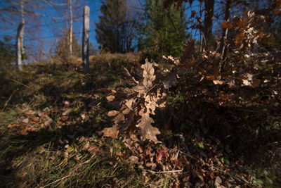 Sunlight falling on dry leaves in forest