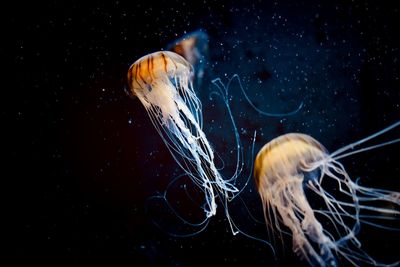 Jellyfish swimming in sea