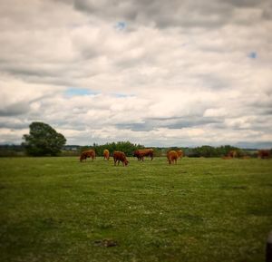 Cows grazing on field against sky