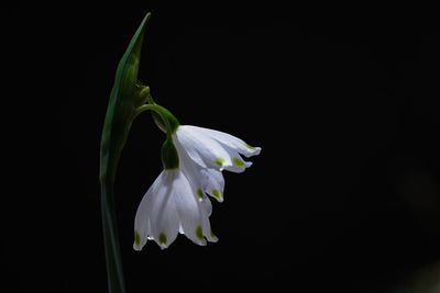 Close-up of white flower against black background