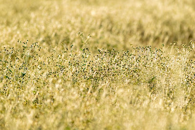 Close-up of flowering plant on field