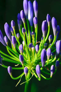 Close-up of purple flowering plants