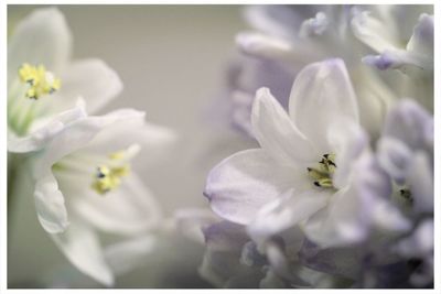 Close-up of white flowers