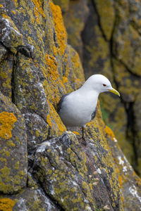 Close-up of seagull on rock