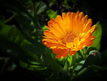 Close-up of orange flower