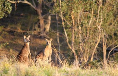 Aussie native kangaroos basking in the afternoon light