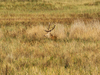 Deer in a field