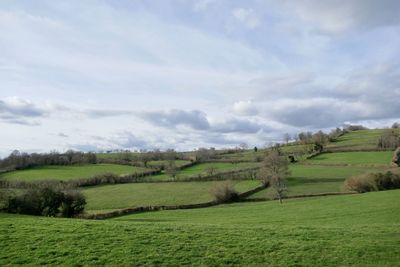 Scenic view of field against sky