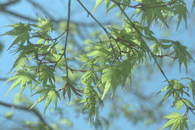 Low angle view of leaves on tree against sky