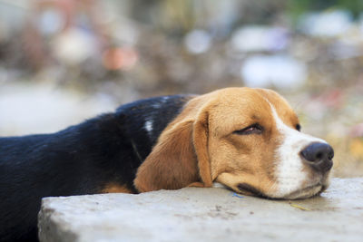 Close-up of dog resting