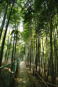 Empty pathway along trees in forest