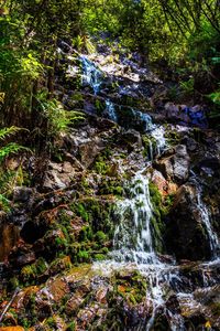 View of waterfall in forest