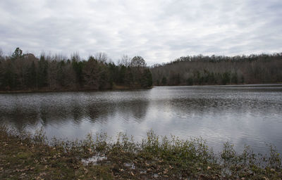 Swan on lake by trees against sky