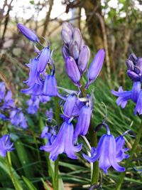 Close-up of purple flowers