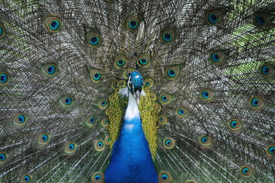 peacock