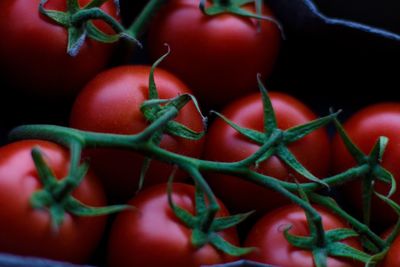 Close-up of tomatoes