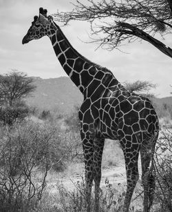 giraffe