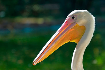 Close-up of bird against blurred background