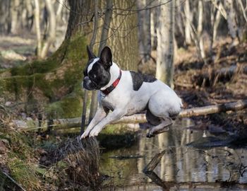 French bulldog jumping over puddle in forest