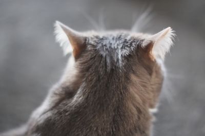 Close-up of a cat