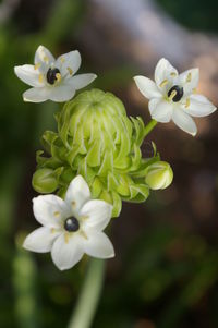 Close-up of white flowers blooming outdoors