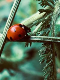 ladybug