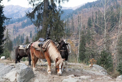 Domestic horses on mountain trail