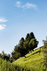 Trees on field against cloudy sky