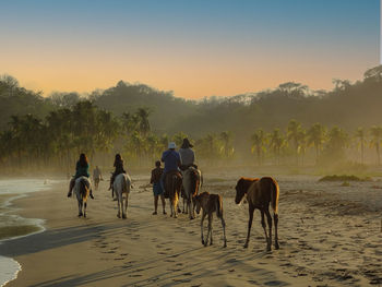People riding horses on the beach with an scenic sunset coloring through palm trees