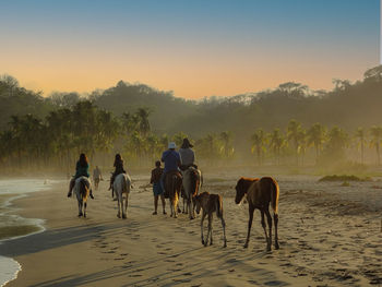 Horses walking on landscape during sunset
