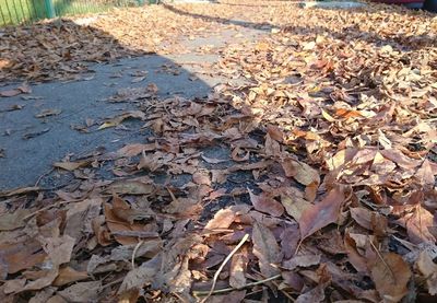 Leaves on ground