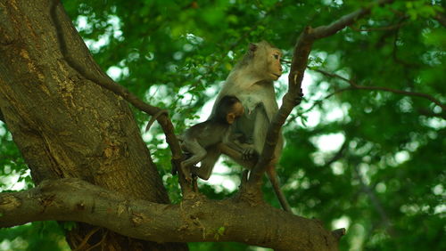 Low angle view of monkey on tree in forest