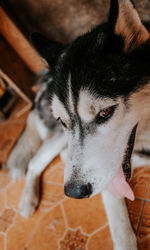 Close-up of a dog looking away