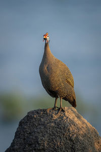 Helmeted guineafowl on termite mound in sunshine