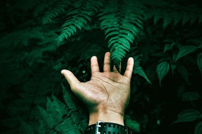 Close-up of hand against plants