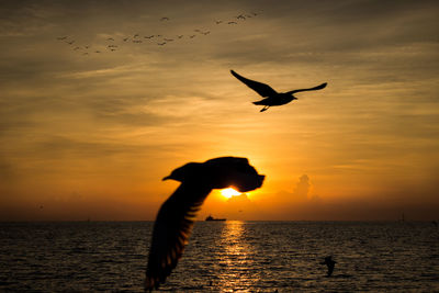 Silhouette bird flying over sea during sunset